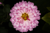 Chrysanthemum 'Anastasia' RCP11-2016 (36).JPG
